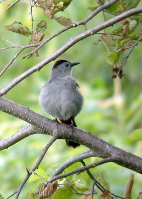 catbird-ds-3693.jpg