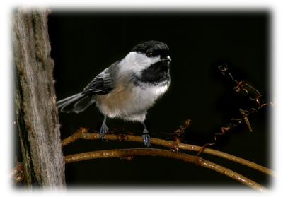 chickadee-d0808.jpg