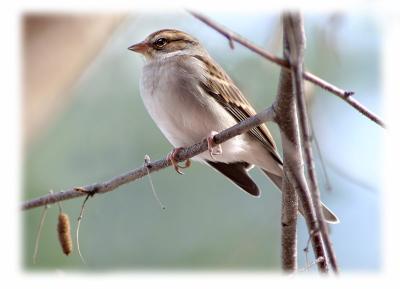 chipping-sparrow-d0170.jpg