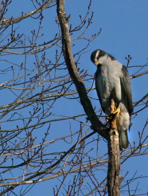 goshawk_d1533.jpg