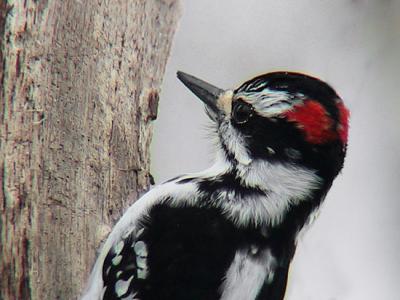 hairy-woodpecker-10782.jpg
