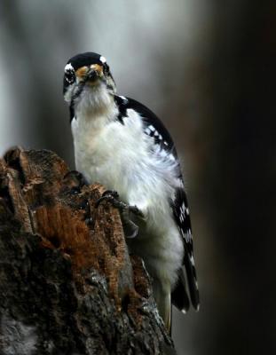 hairy-woodpecker-d0421b.jpg