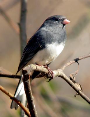 junco-0564.jpg