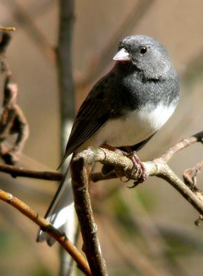 junco-0567.jpg
