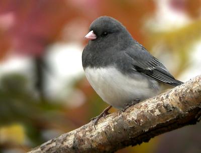 junco-0630.jpg