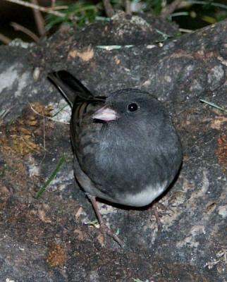 junco-8710.jpg