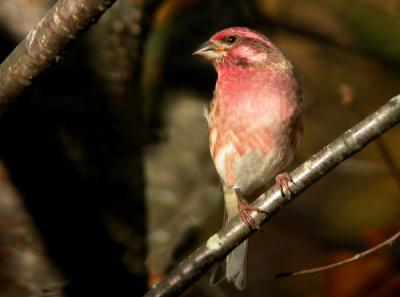 purple-finch-0512.jpg