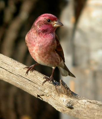 u35/loggah/medium/23168528.uploadbirdspurplefinch0522.jpg