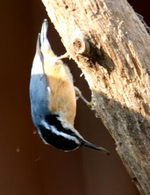 red-breast-nuthatch-d0616.jpg