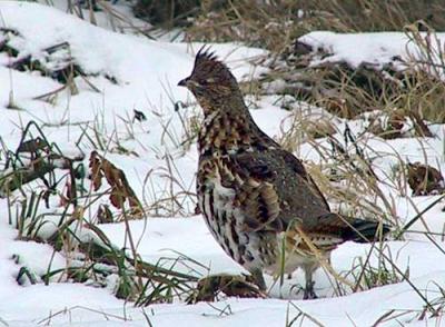 ruffed-grouse-10119.jpg