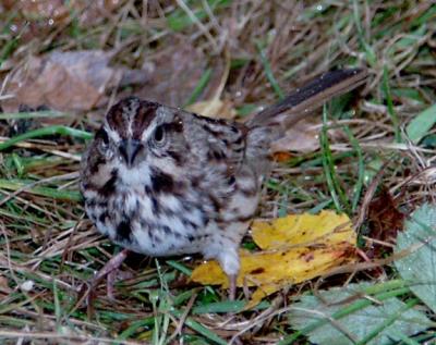 song-sparrow-8672.jpg