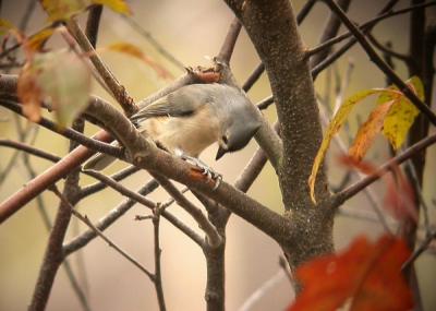 u35/loggah/medium/23168540.uploadbirdstuftedtitmouse0841.jpg
