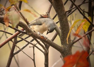 tufted-titmouse-0841.jpg