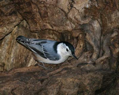 white-breasted-nuthatch-d03.jpg