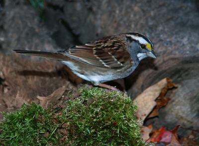 white-throated-sparrow-8692.jpg