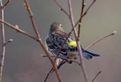 yellow-rumped-warbler-d0614.jpg