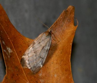 fall-cankerworm-moth-d1069.jpg
