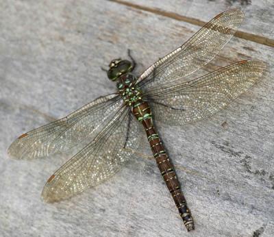 lance-tipped-darner-d0668.jpg