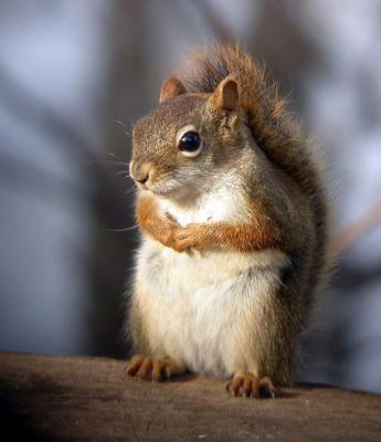 u35/loggah/medium/23168603.otheruploadredsquirrel0607.jpg