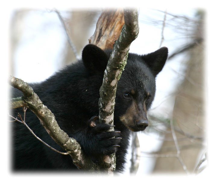 black-bear-d0508.jpg