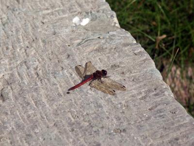 Dragonfly