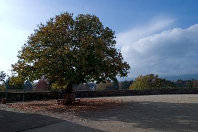 Tree in the castle court yard