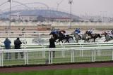 Qatar Equestrian Club Race