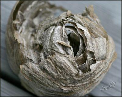 img-1648-  broken  nest