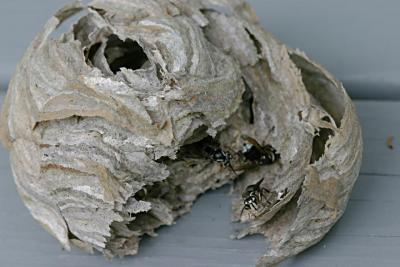 img-1671-whats  left  of  the  nest