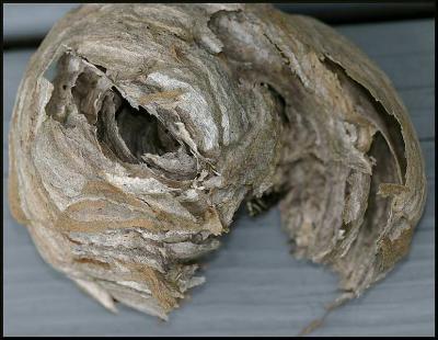 img-1695-look  inside  nest