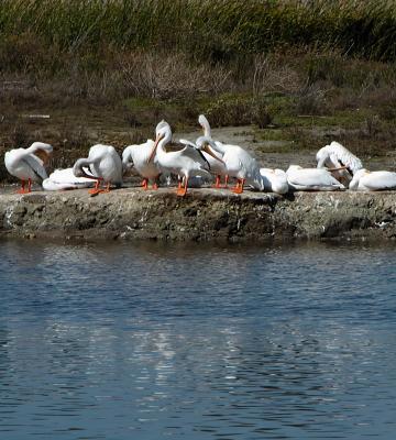 pelicans.jpg