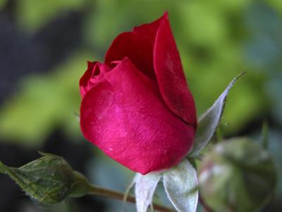 rose_nutcracker.jpg