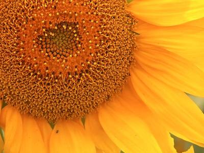sunflower_nutcracker.jpg
