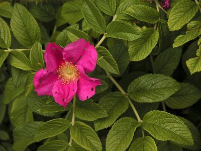 wildrose_nutcracker.jpg