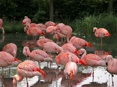 flamingos.jpg