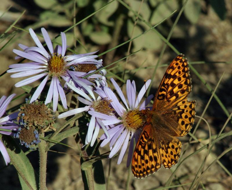 aphrodite_frit_on_asters.jpg