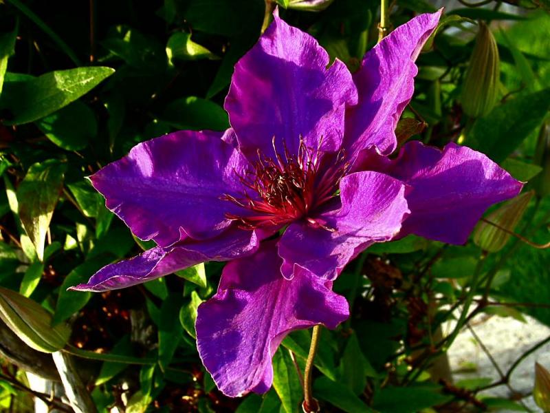 clematis_purple.jpg