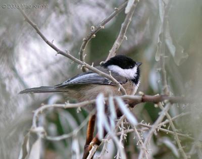 Chickadee