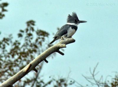 Kingfisher