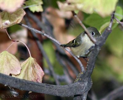 Shy Ruby Kinglet