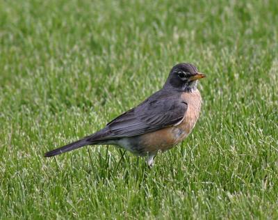 American Robin