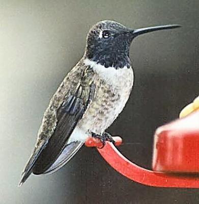 black chin hummingbird