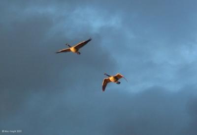 u35/macknight/medium/23303296.geese_flying.jpg