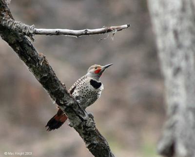 northern red-shafted flicker