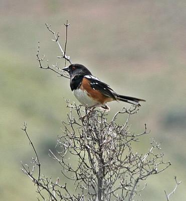 Spotted towhee