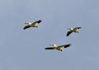 u35/macknight/medium/23303315.white_pelicans2.jpg