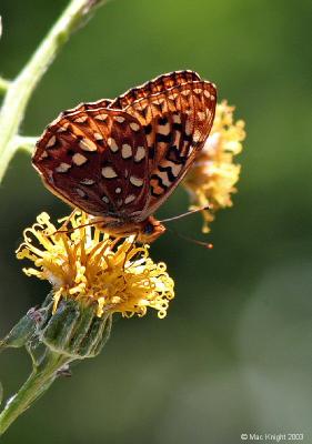 coronis_fritillary2.jpg