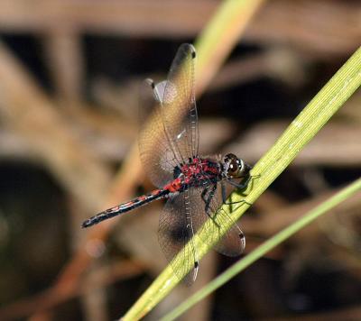 dragonfly_red.jpg