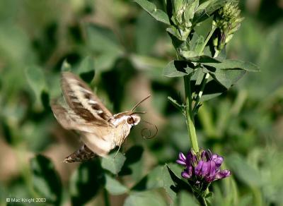 hummingbird_moth_tongue.jpg