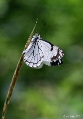 pine_white_on_grass_stalk.jpg